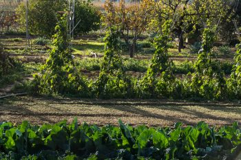 Sector agrari - hort - Menorca Preservation