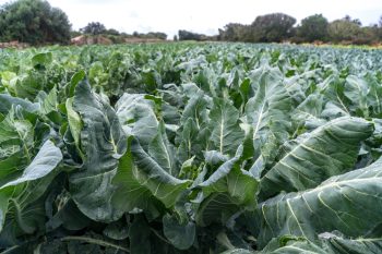 Sector agrari - hort - Menorca Preservation